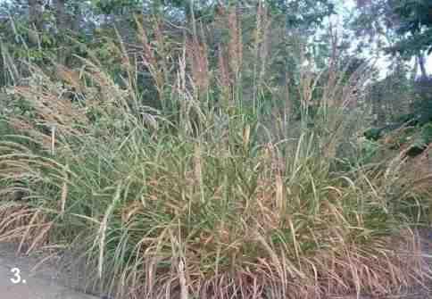 Elymus condensatus tolerates full sun, part sun, full shade, sand, clay, serpentine, seasonal flooding, and deer.