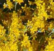 Golden Yarrow is common throughout California