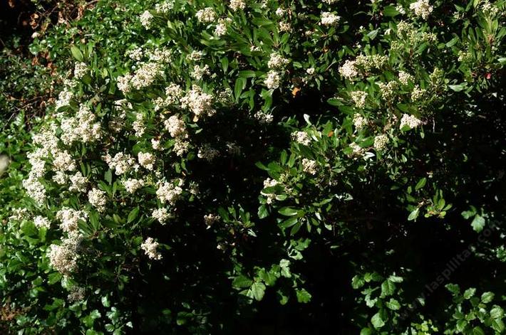 Heteromeles arbutifolia, Toyon, or Christmas berry, makes a wide hedge with lots of red berries.