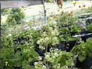 Heuchera merriamii tolerates part sun, and full shade.