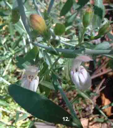 Keckiella breviflora tolerates full sun, and deer.