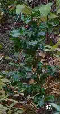 Mahonia pinnata tolerates full sun, part sun, full shade, clay, serpentine, and seasonal flooding.