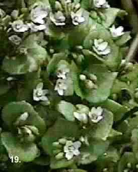 Montia perifoliata tolerates full shade, clay, and serpentine.
