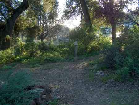 A dry shade garden under mature oaks