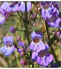 Penstemon spectablis grows in Southern California