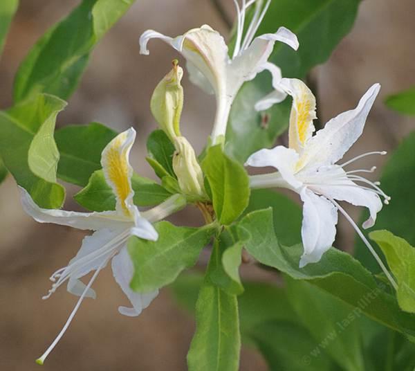 Rhododendron occidentale tolerates part sun, full shade, sand,and seasonal flooding.