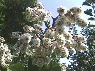 Rhus ovata, Sugar bush, makes a nice hedge.