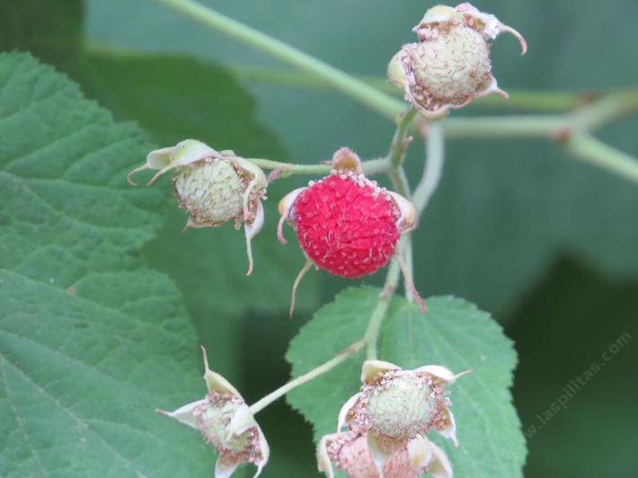 Thimbelberry grows wild under redwoods