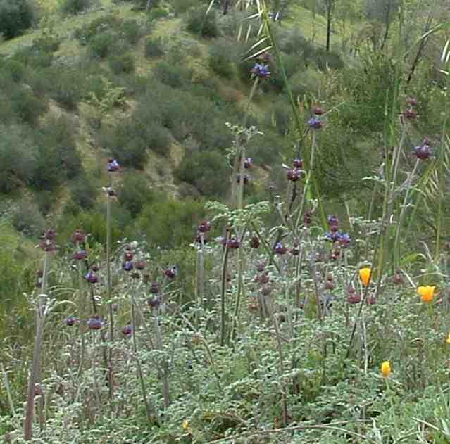Chia is a wildflower found in the chaparral of California.