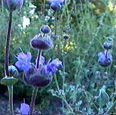 Salvia dorrii is a hard to find desert sage with attractive deep blue flowers and light gray foliage.