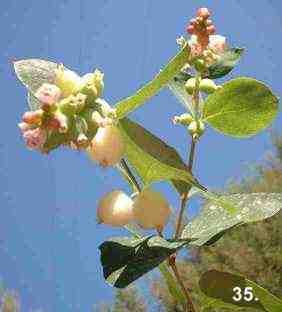 Symphoricarpos albus laevigatus tolerates full sun, part sun, full shade, sand, and seasonal flooding.