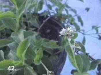 makes a delightful groundcover in a coastal garden's evergreen forest
