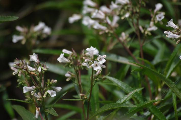 Yerba  Santa grows in the mountains of California
