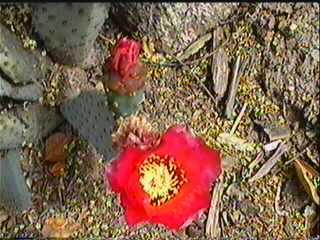 Blend the cactus into the sunny  dryr spots of a native garden