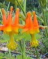 The columbine is native to most of California