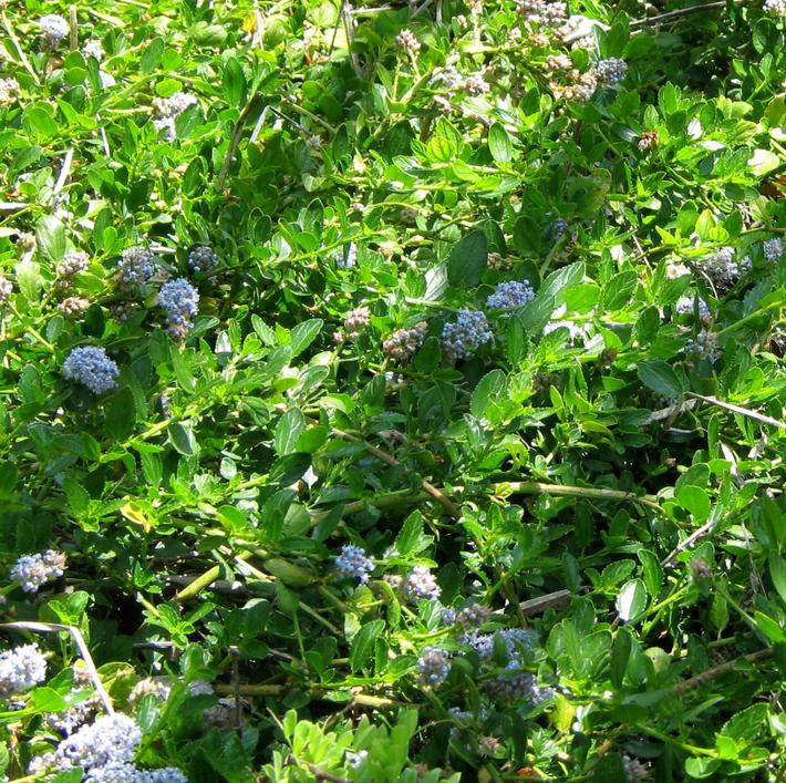 California mountain lilac can make a great groundcover.