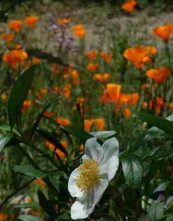 A Bush Anemone in flower with California Poppy in background.