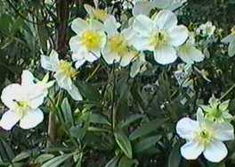 Here is a picture of Carpenteria californica in our native garden