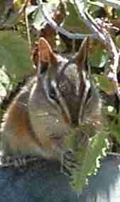 This chipmunk was  busy eating blackberry leaves. 
