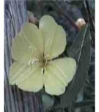 Hookers Evening Primrose is native to much of coastal California