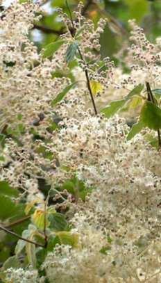  A deciduous shrub that normally grows to 4-5' but can grow to 7'