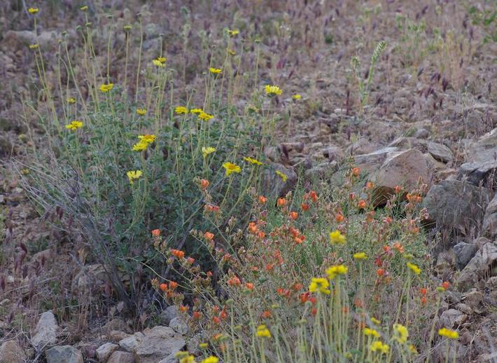 This cactus grows in Kern Couty and is nice with penstemon in a dry sunny garden