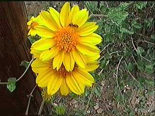 What a pretty yellow flower is desert sunflower