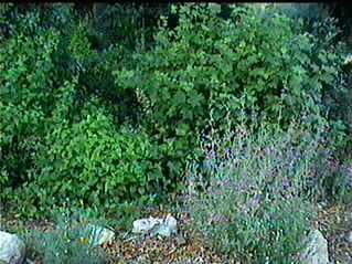 Fun shade gardens have different plants everywhere.
