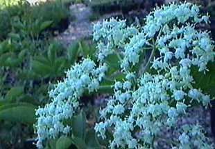California mountain elderberry is native in California