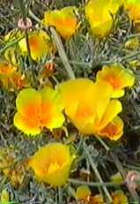 This form of California Poppy is perennial