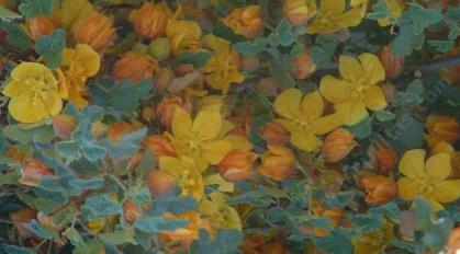 Fremontodendron Ken Taylor is a beautiful native bush or tree.