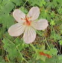 Here's a picture of California geranium, of course, in our garden!