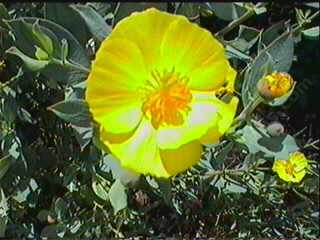 Island bush poppy is a wonderful plant for coastal California native gardens.