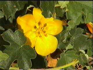 Ken Taylor Fremontias make great yellow masses of flowers in spring.