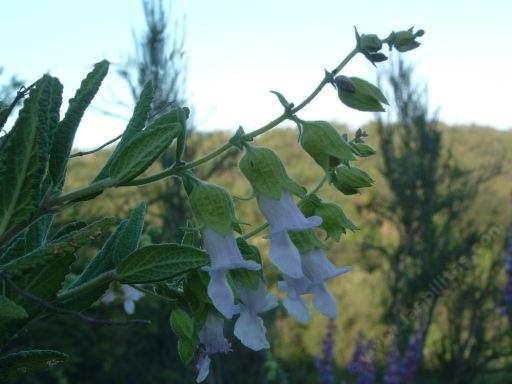Lepechinia calycina is great for a bird garden and a butterfly garden.