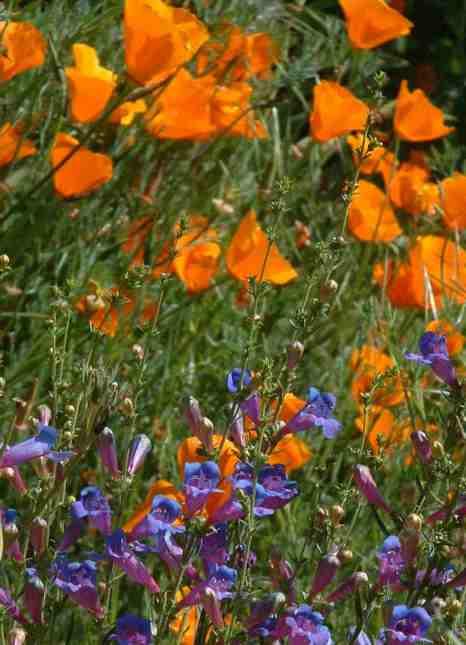 Penstemon 'Margarita BOP' and California Poppies are wonderful in a May Garden.