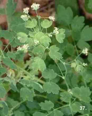 Thalictrum fendleri tolerates part sun, full shade, sand, seasonal flooding, and deer.