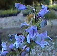 This flower grows along the coast of Northern california
