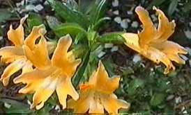 Monkey flowers like part shade and little water.