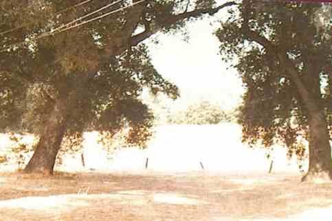 Unhappy oaks with no under story, lots of grass, and very little leaf litter under them.