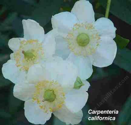Carpenteria californica tolerates full sun, part sun, full shade, and seasonal flooding.
