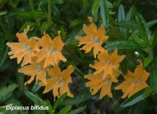 Diplacus bifidus is great for a bird garden and a butterfly garden.