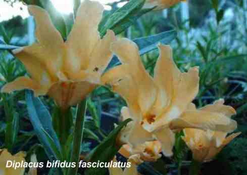 Diplacus bifidus fasciculatus tolerates full sun, part sun, clay, and deer.