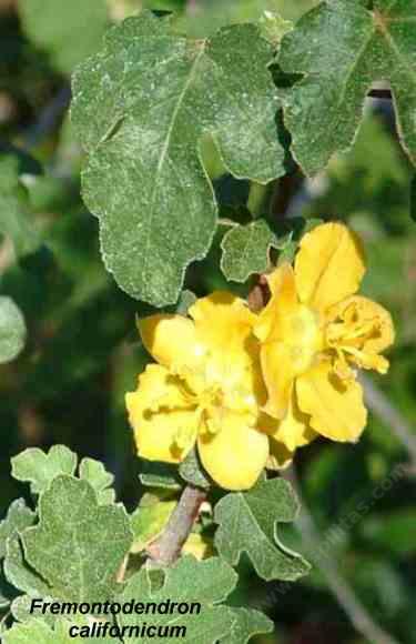 Fremontodendron californicum tolerates full sun, part sun, and clay.