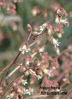 Heuchera hirsutissima tolerates part sun, and clay.