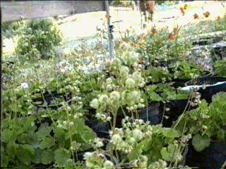 Siskiyou alum root has bright green foliage and cream colored flowers.