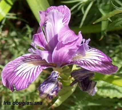 Iris douglasiana tolerates full sun, sand, clay, serpentine, seasonal flooding, and deer.