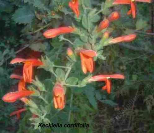 Keckiella cordifolia tolerates full sun, part sun, and deer.