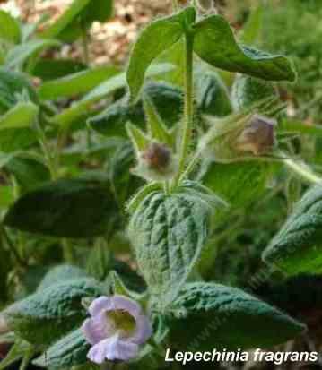 Lepechinia fragrans tolerates full sun, part sun, clay, and deer.