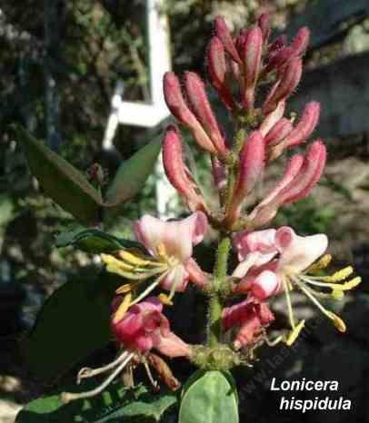 Lonicera hispidula tolerates full sun, part sun, full shade, clay, seasonal flooding, and deer.